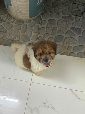 Chó poodle 3 tháng tuổi