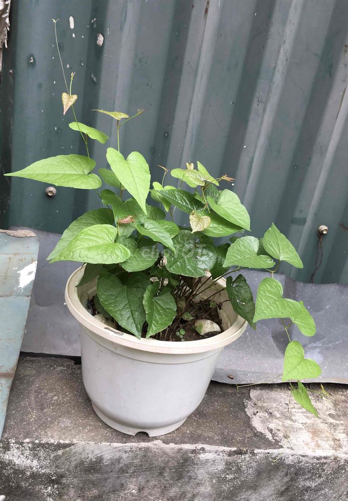 Cây giống hoa tigon, huệ mưa.... Mua bán Cây cảnh, đồ trang trí tại Quận Hai Bà Trưng Hà Nội được đăng bởi Hương sn87 hình 1