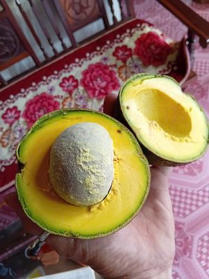 Cơm Bơ Booth đông lạnh. Mua bán Đồ ăn, thực phẩm và các loại khác tại Huyện Cư M'gar Đắk Lắk được đăng bởi viet