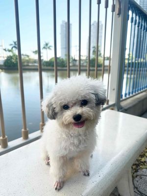 Chủ trọ không cho nuôi nhượng bé Poodle