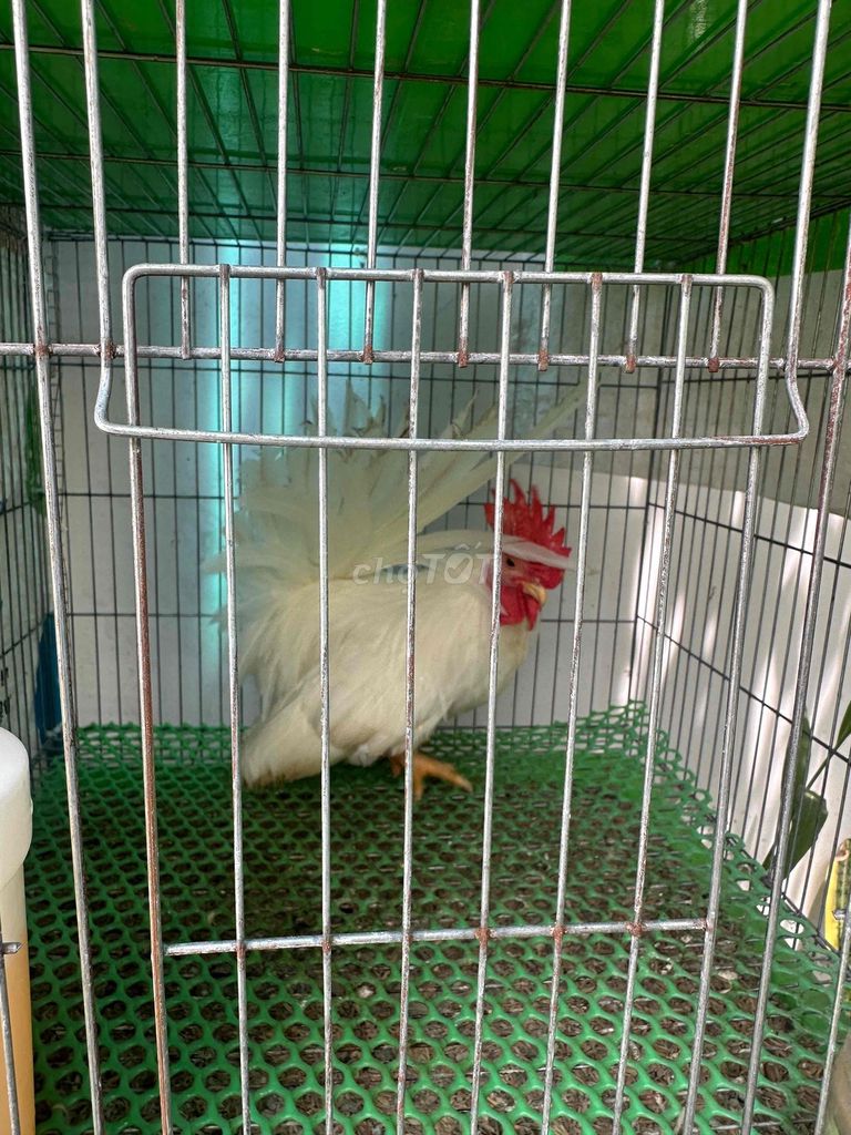 Gà Tre Thái Nhạn Đuôi Sóc về nge gáy. Mua bán Gà tại Thành phố Mỹ Tho Tiền Giang được đăng bởi tâm hình 1