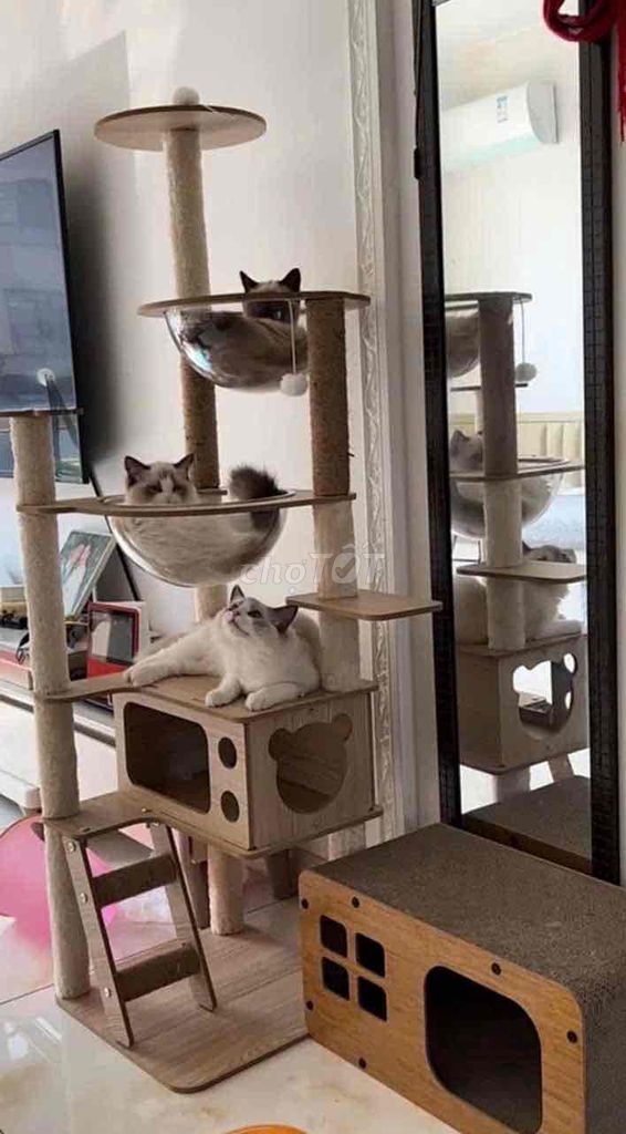 nhà mèo Cat tree mới 99% giảm sâu