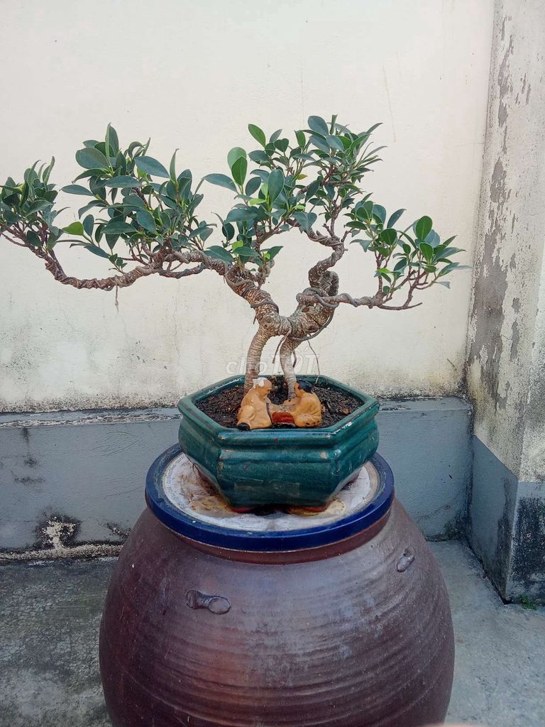 Cây cảnh Bonsai Mini. Mua bán Cây cảnh, đồ trang trí tại Huyện An Dương Hải Phòng được đăng bởi lexus hình 1