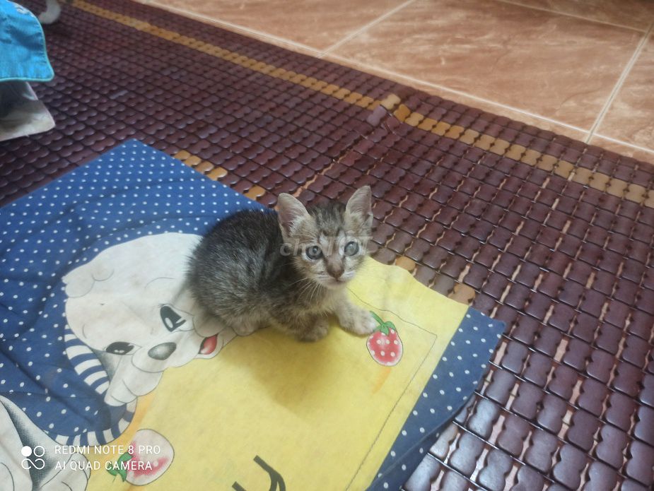 Mèo Xám mướp đực 1 tháng. Mua bán Mèo tại Quận Tân Bình Tp Hồ Chí Minh được đăng bởi Thang hình 1