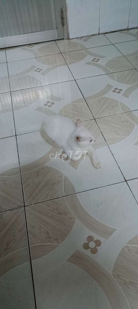 Mèo Trắng đực hơn 3 tháng. Mua bán Mèo tại Thành phố Ngã Bảy Hậu Giang được đăng bởi Ngã Bảy hình 1