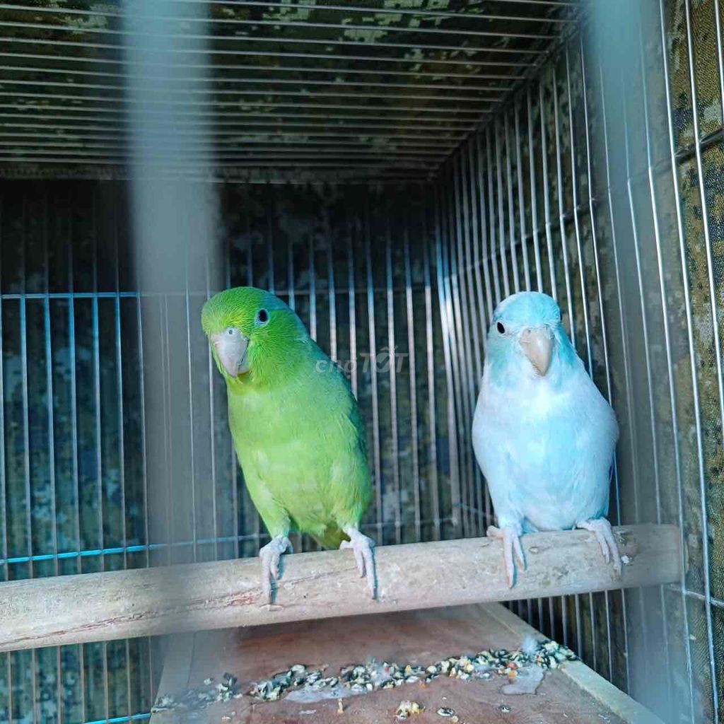 CẶP VẸT PARROTLET SINH SẢN