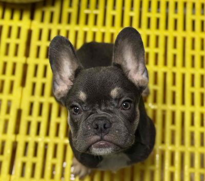 Chó Bull Pháp cái màu blue tan -xám