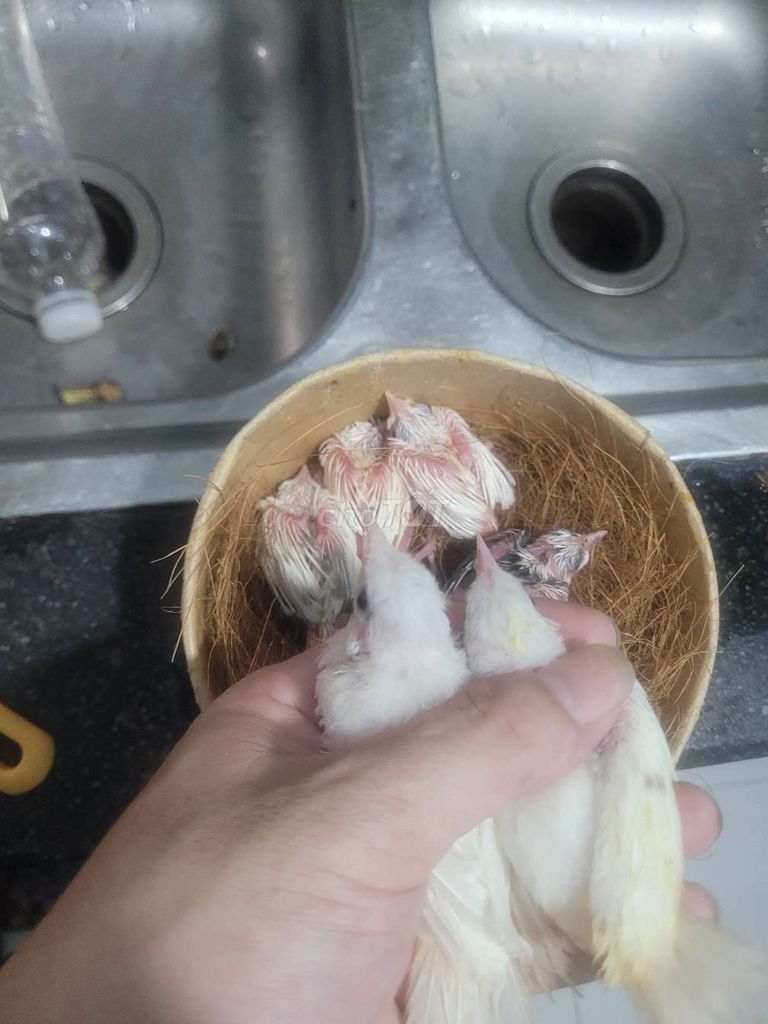 Chim Bạch tinh Trắng 3 con Khỏe mạnh. Mua bán Chim tại Quận Ngũ Hành Sơn Đà Nẵng được đăng bởi thương hình 1