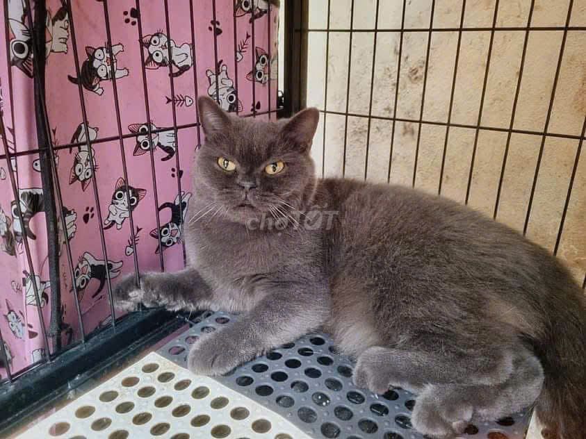 Mèo Anh lông ngắn cái. Mua bán Mèo tại Quận Tây Hồ Hà Nội được đăng bởi Giang Kieu hình 1