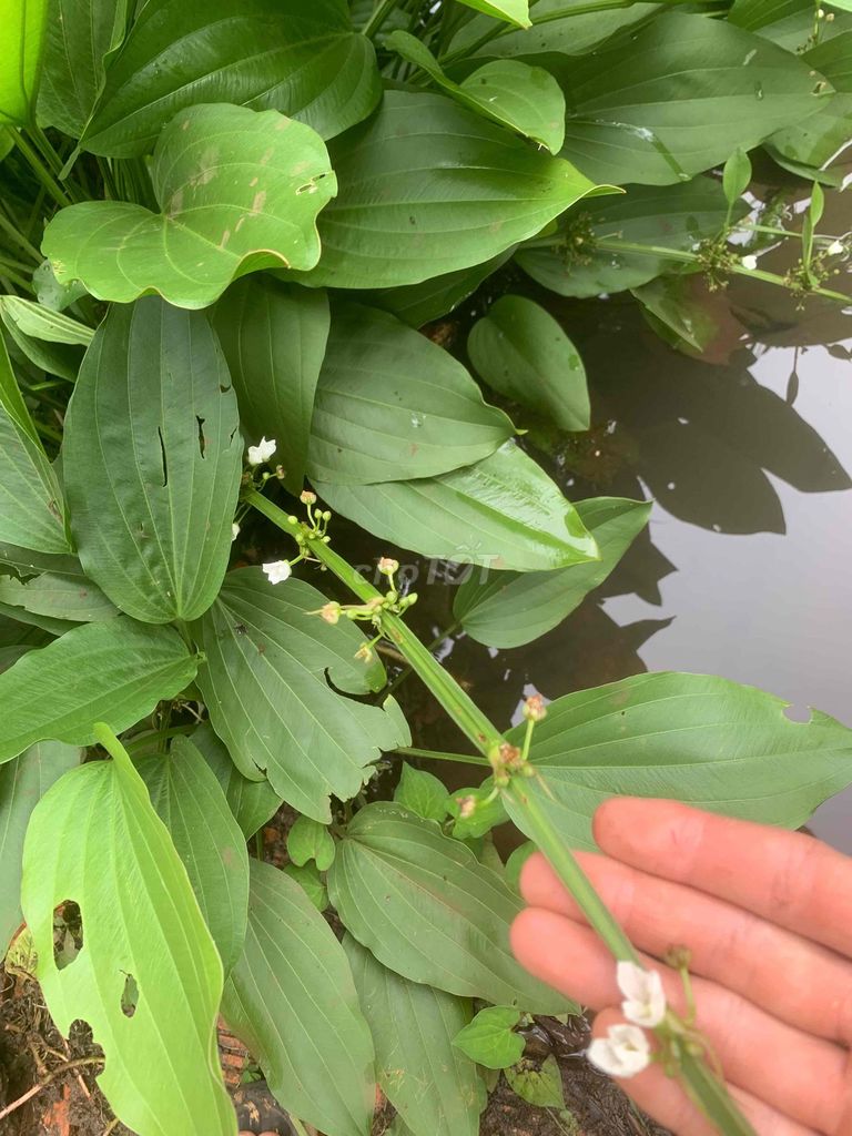 Cây bách thuỷ tiên. Mua bán Cây cảnh, đồ trang trí tại Thành phố Buôn Ma Thuột Đắk Lắk được đăng bởi Thuận Phát hình 1