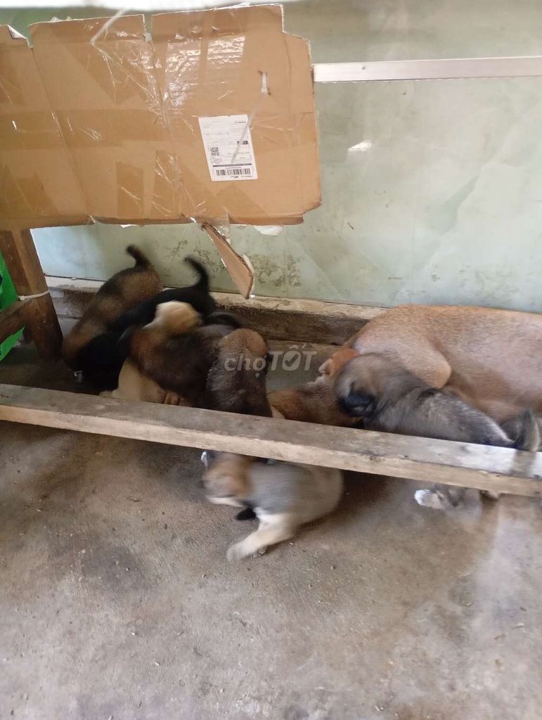 Chó cỏ lông xù lông sát ăn mạnh . Mua bán Chó tại Thành phố Vĩnh Long Vĩnh Long được đăng bởi Vi Hien hình 1