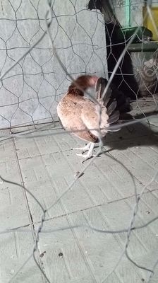 Mái như hình đang rớt trứng so. Mua bán Gà tại Quận Tân Bình Tp Hồ Chí Minh được đăng bởi Tài