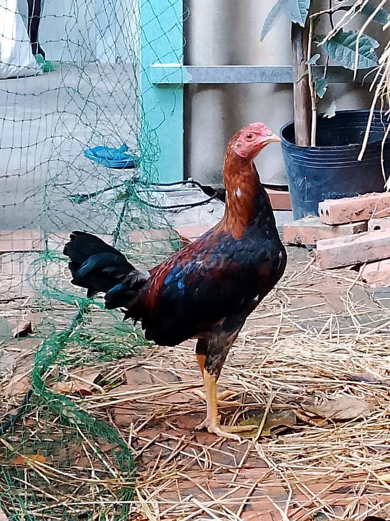 Gà Asil Mỹ Điều 3 tháng. Mua bán Gà tại Thành phố Thủ Dầu Một Bình Dương được đăng bởi Chú 8 Gà te hình 1