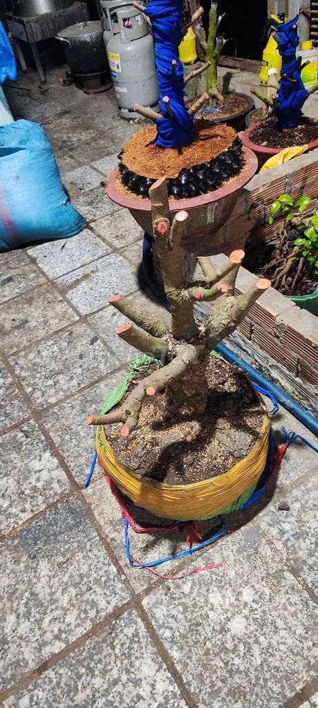 Mai vàng xù gốc 32cm. Mua bán Cây cảnh, đồ trang trí tại Huyện Bình Chánh Tp Hồ Chí Minh được đăng bởi Sang hình 1