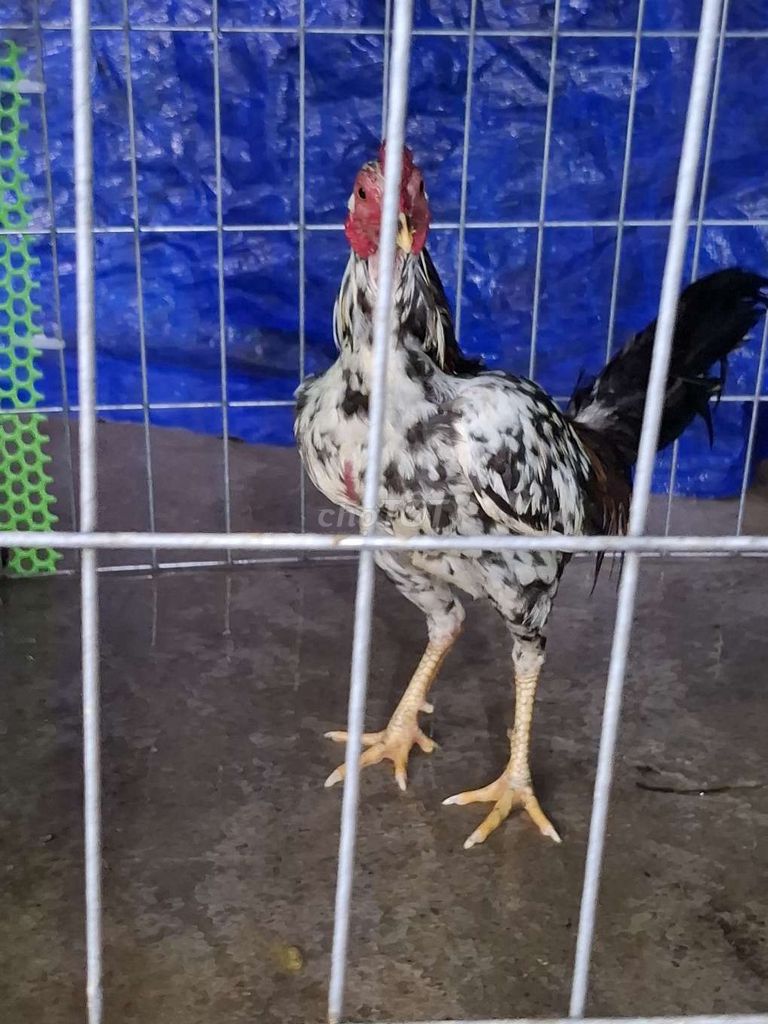Gà chọi Đen trắng Đực. Mua bán Gà tại Huyện Cần Giuộc Long An được đăng bởi Liem Nguyenvan hình 1