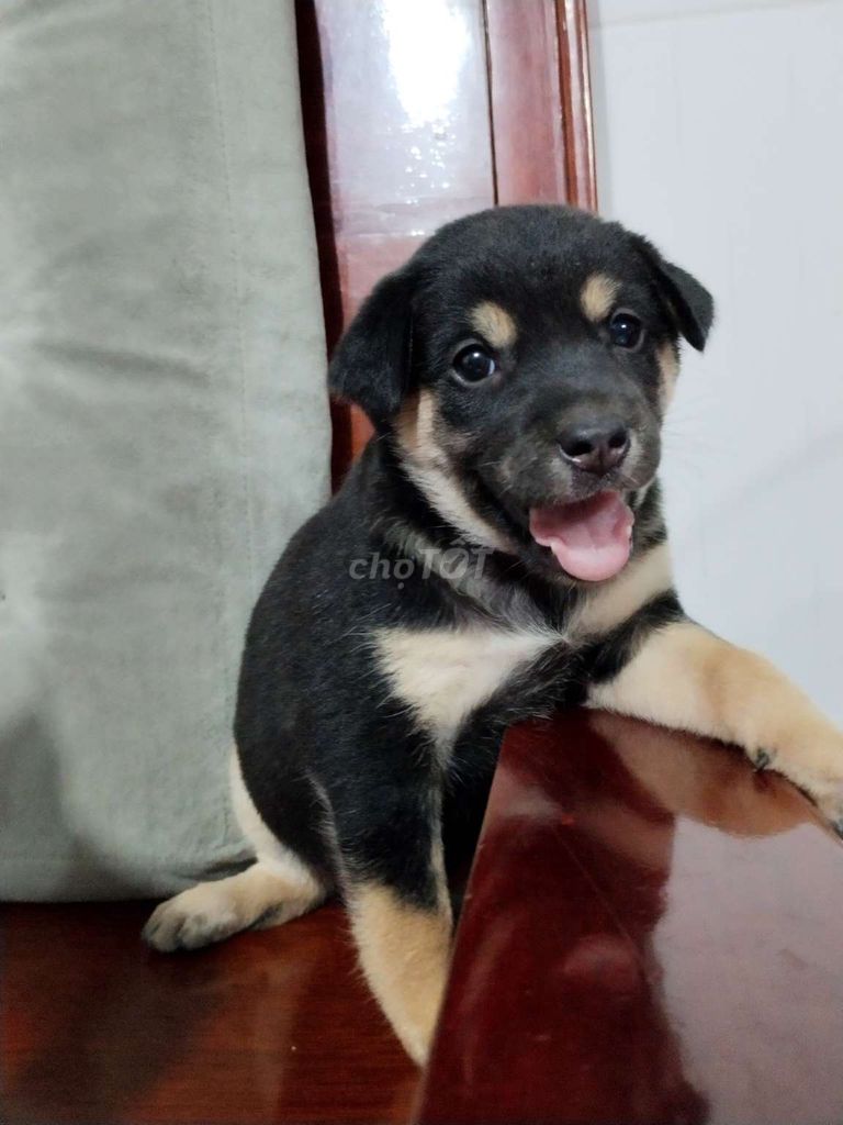 Bé rottweiler dòng to con canh nhà giỏi