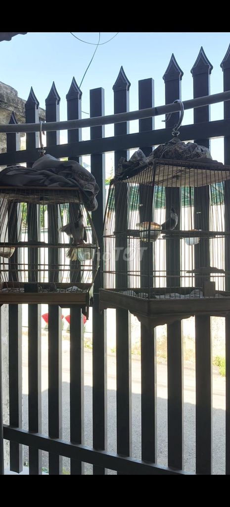 Chim chào mào hơn 2 mùa gần thay lông. Mua bán Chim tại Huyện Bình Chánh Tp Hồ Chí Minh được đăng bởi Bùi Tuấn Đạt  hình 1