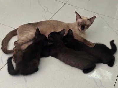 Mèo lai Hơn 2 tháng tuổi Đen Nâu