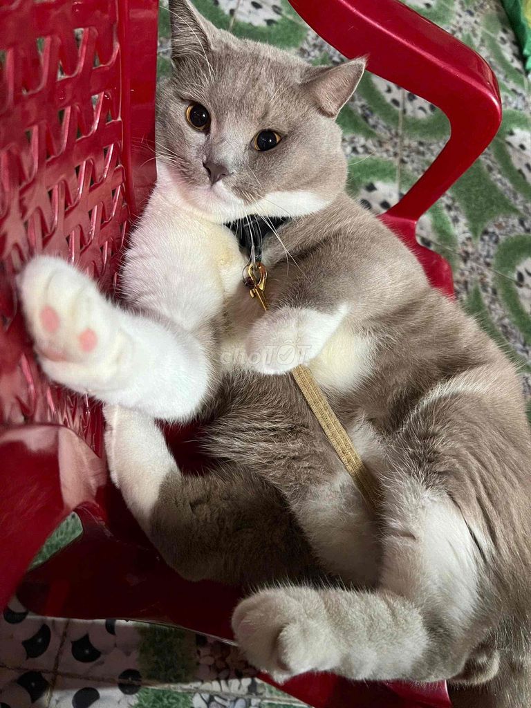 Mèo Anh Lông Ngắn màu (Bicolor) Nặng 6kg. Mua bán Mèo tại Huyện Châu Thành Tiền Giang được đăng bởi Hoàng Văn Phát hình 1
