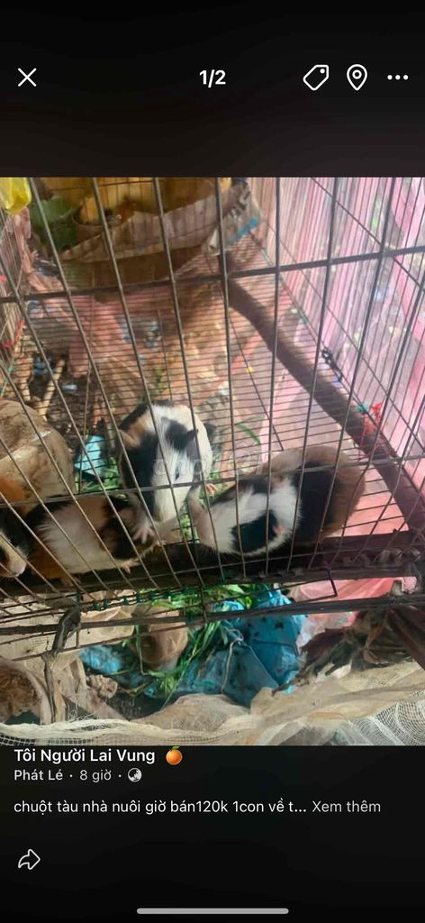 Chuột cảnh Chuột tàu Đa sắc Nhà nuôi. Mua bán Thú cưng khác tại Huyện Lai Vung Đồng Tháp được đăng bởi le huu phat hình 1