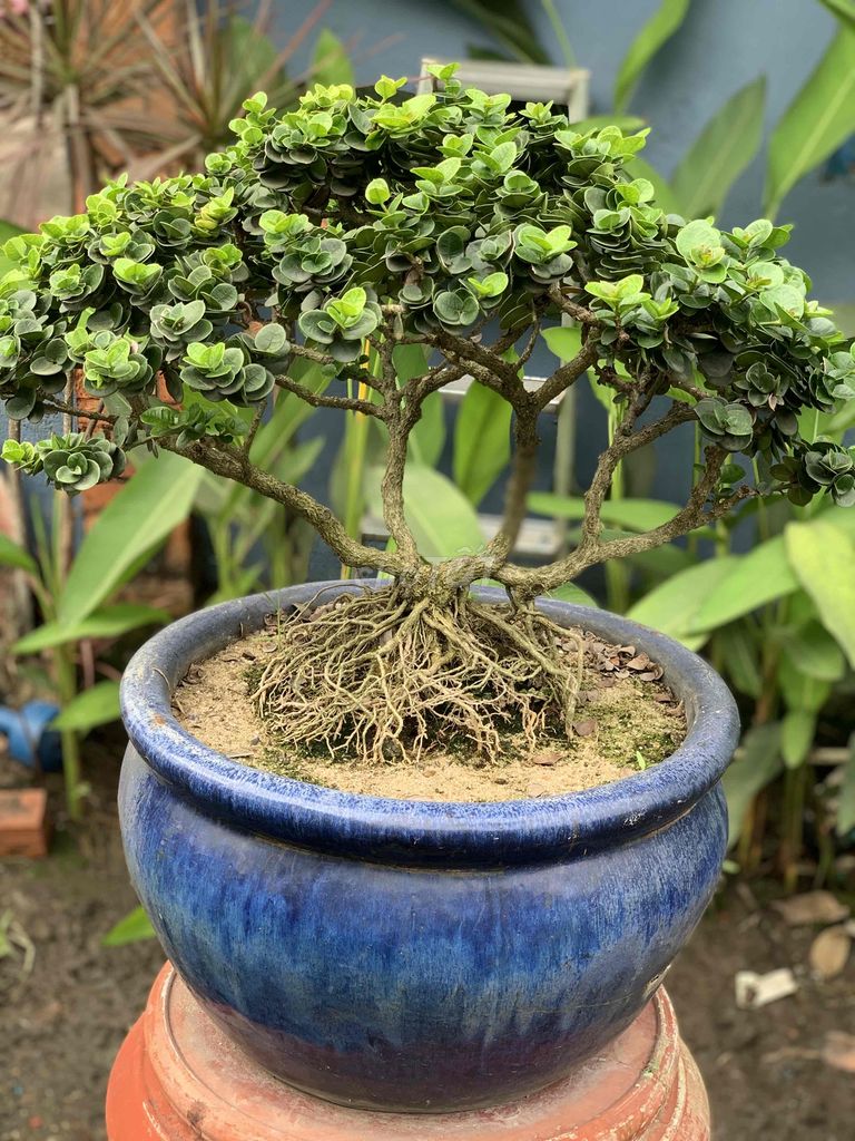 Sirô Bonsai cây đẹp