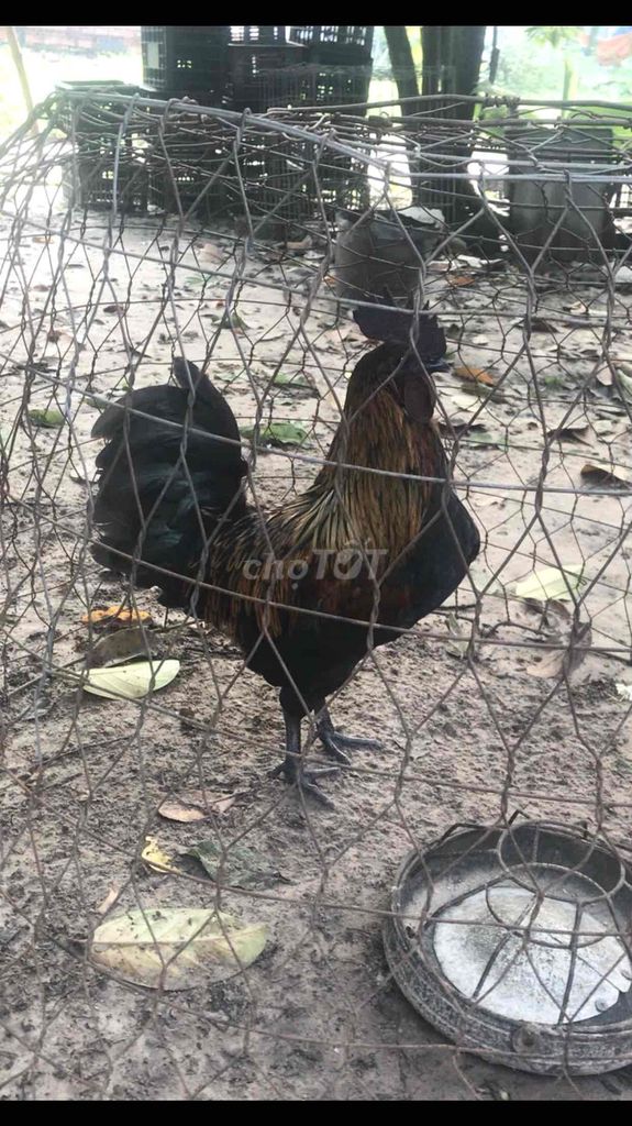 HMÔNG. Mua bán Gà tại Huyện Châu Thành Tây Ninh được đăng bởi Tô Công Tử hình 1