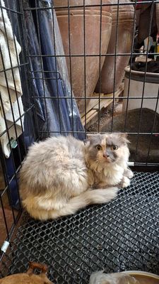 Mèo tai cụp cái đang gào đực