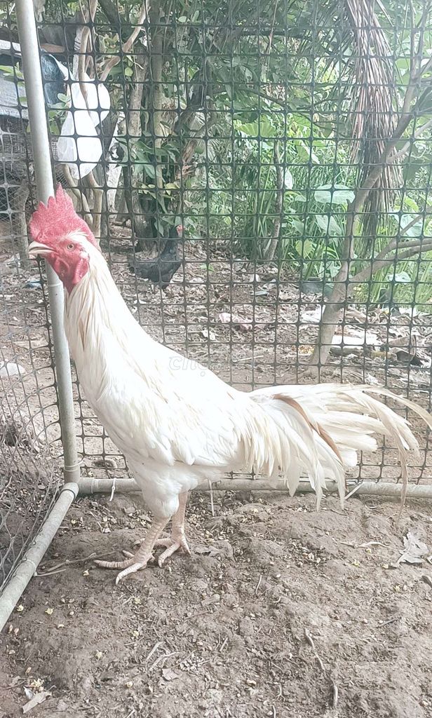Gà bướm 3,3kg thái mỹ Việt . Mua bán Gà tại Quận Bình Thuỷ Cần Thơ được đăng bởi nguyen van hien hình 1