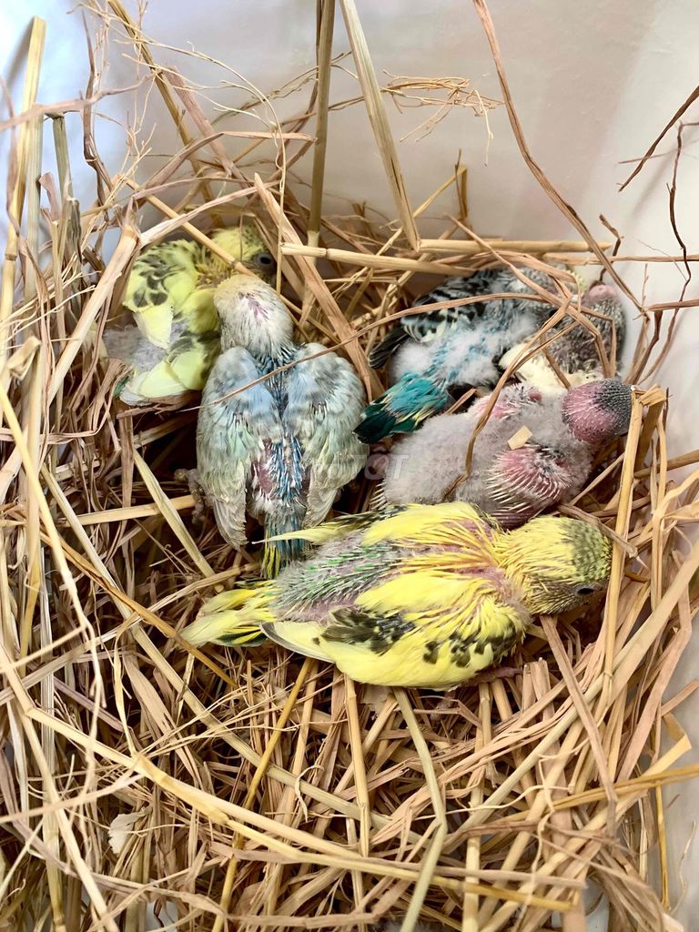 Vẹt Úc non nhiều màu. Mua bán Chim tại Huyện Trảng Bàng Tây Ninh được đăng bởi Tuyết Tuyết hình 1