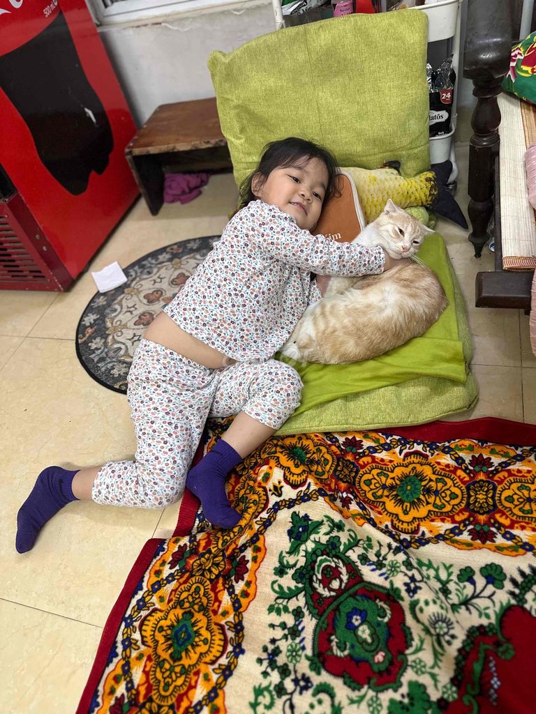 mèo tây tai cụp lai ta và mèo ta