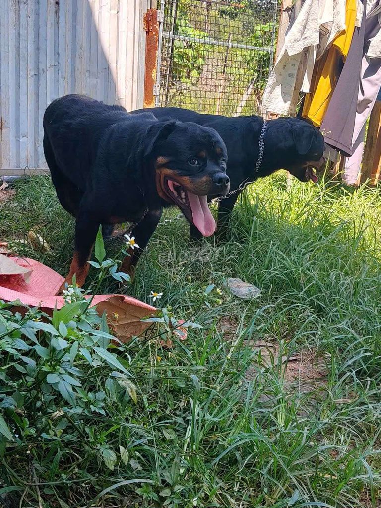 Chó Rottweiler Đen vàng. Mua bán Chó tại Thị xã Bến Cát Bình Dương được đăng bởi Viết diện Phạm hình 1