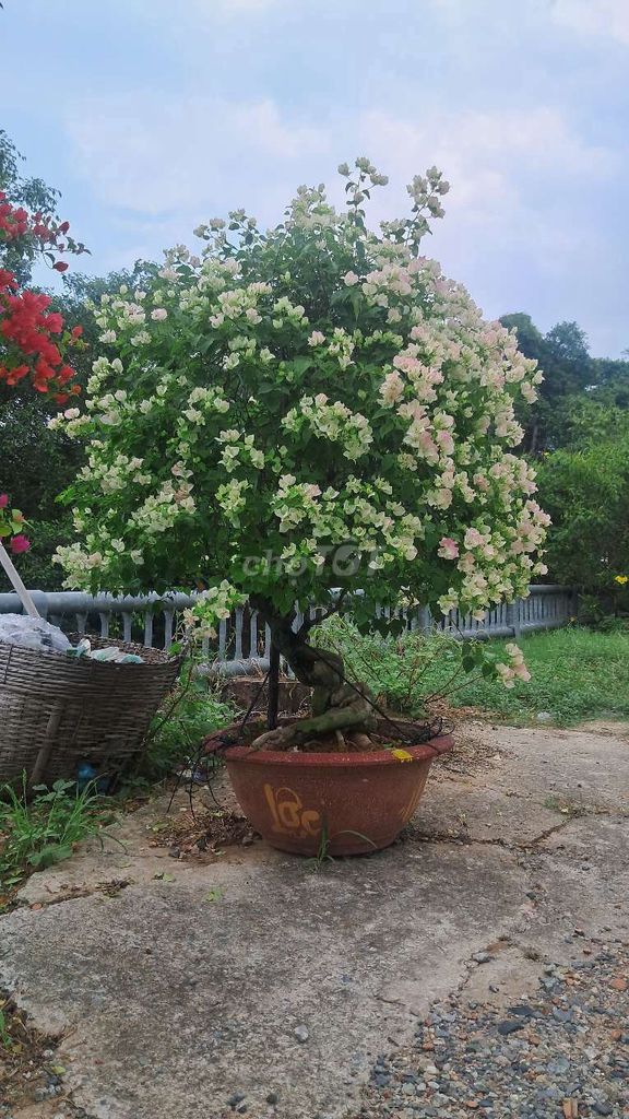 Cặp giấy sakura