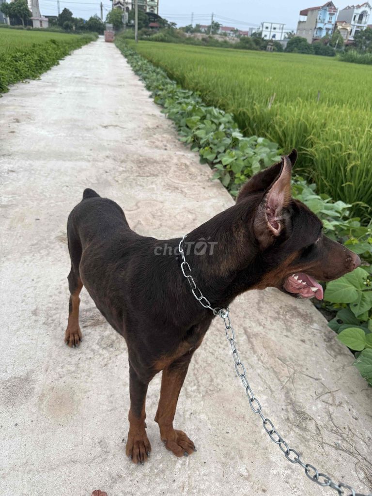 Chó Doberman nâu đen. Mua bán Chó tại Huyện Tiên Lữ Hưng Yên được đăng bởi Hà Quảng hình 1