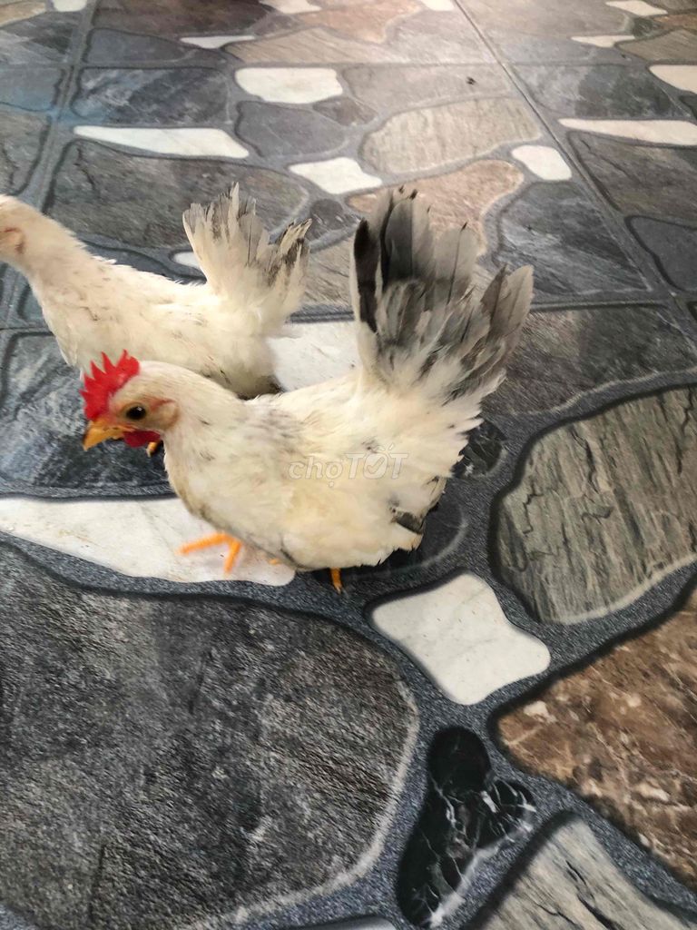 bán đôi gà tre thái chãn Lùn gà đã gáy. Mua bán Gà tại Quận Thanh Xuân Hà Nội được đăng bởi khuê hình 1
