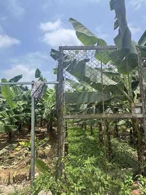 Bán gấp lô đất đấu giá svd cũ Huyện Phúc Thọ