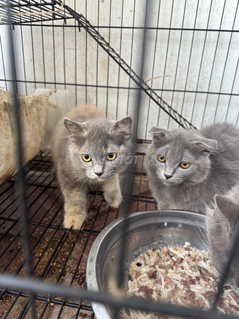 ald 4 tháng tuối siêu quậy lém lỉnh. Mua bán Mèo tại Quận 11 Tp Hồ Chí Minh được đăng bởi hùng hình 1