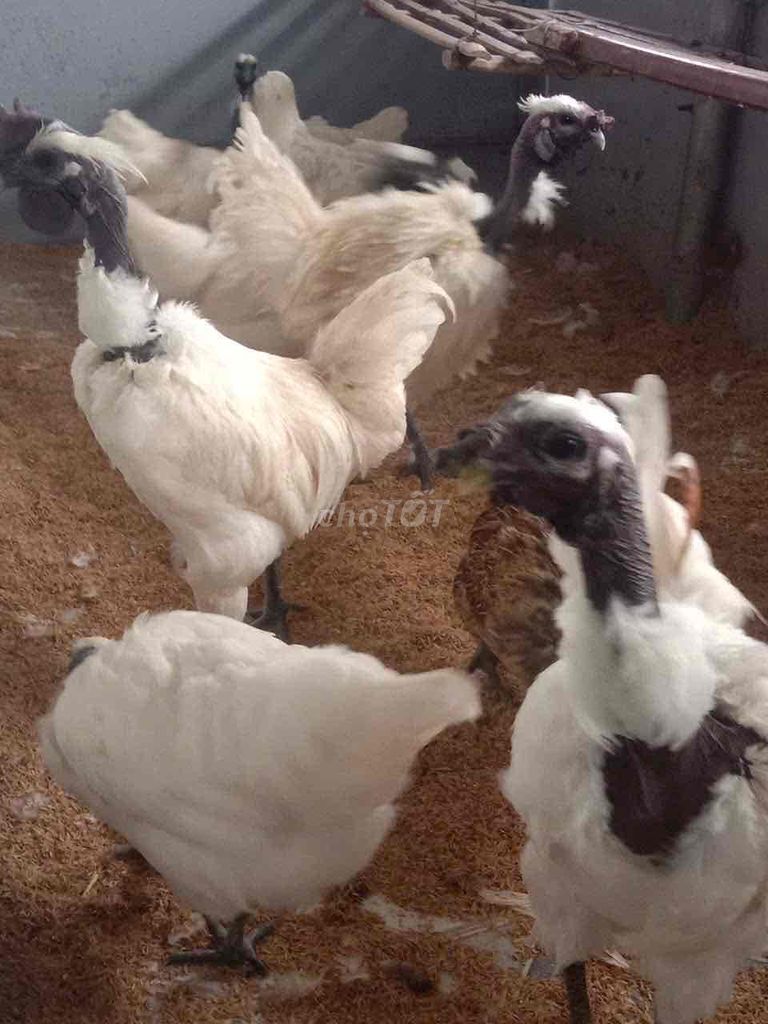 gà mogolia. Mua bán Gà tại Huyện Mèo Vạc Hà Giang được đăng bởi vinhdinh hình 1