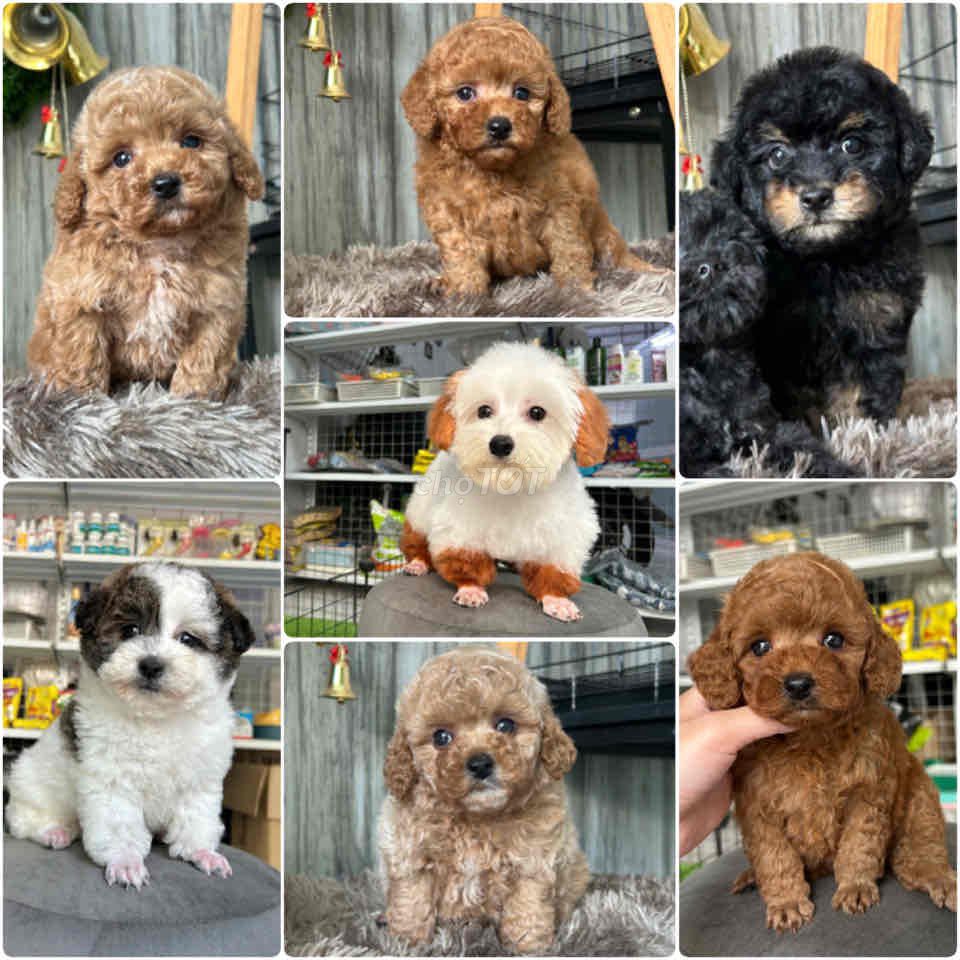 Poodle Tiny Toy - trắng mơ. Mua bán Chó tại Quận Gò Vấp Tp Hồ Chí Minh được đăng bởi Poodle Sài Gòn hình 1