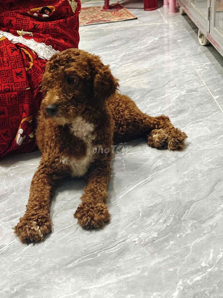 Chó Poodle Nâu đỏ Cả hai. Mua bán Chó tại Thành phố Bến Tre Bến Tre được đăng bởi Thảo hình 1