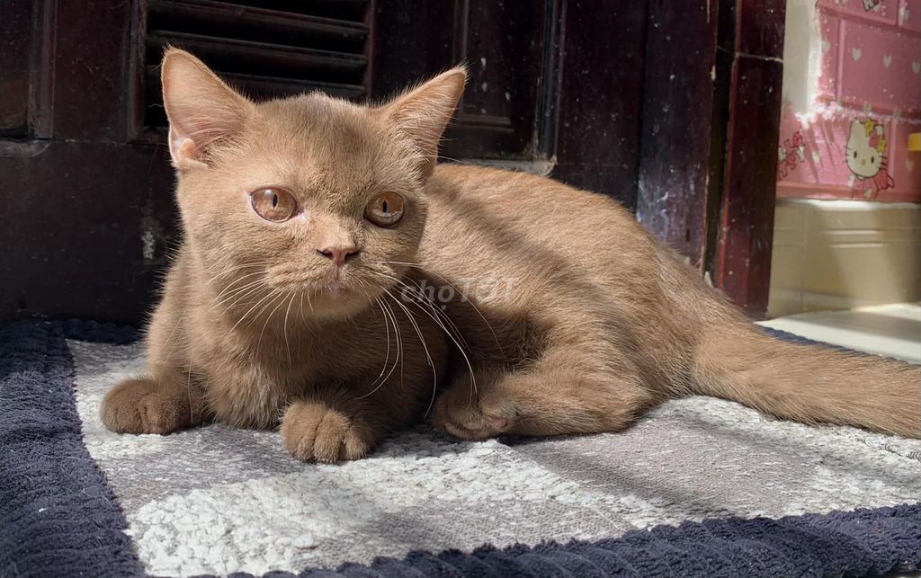 Mèo lùn cái Nâu quấn chủ. Mua bán Mèo tại Huyện Củ Chi Tp Hồ Chí Minh được đăng bởi Nguyễn thị mỹ chi hình 1
