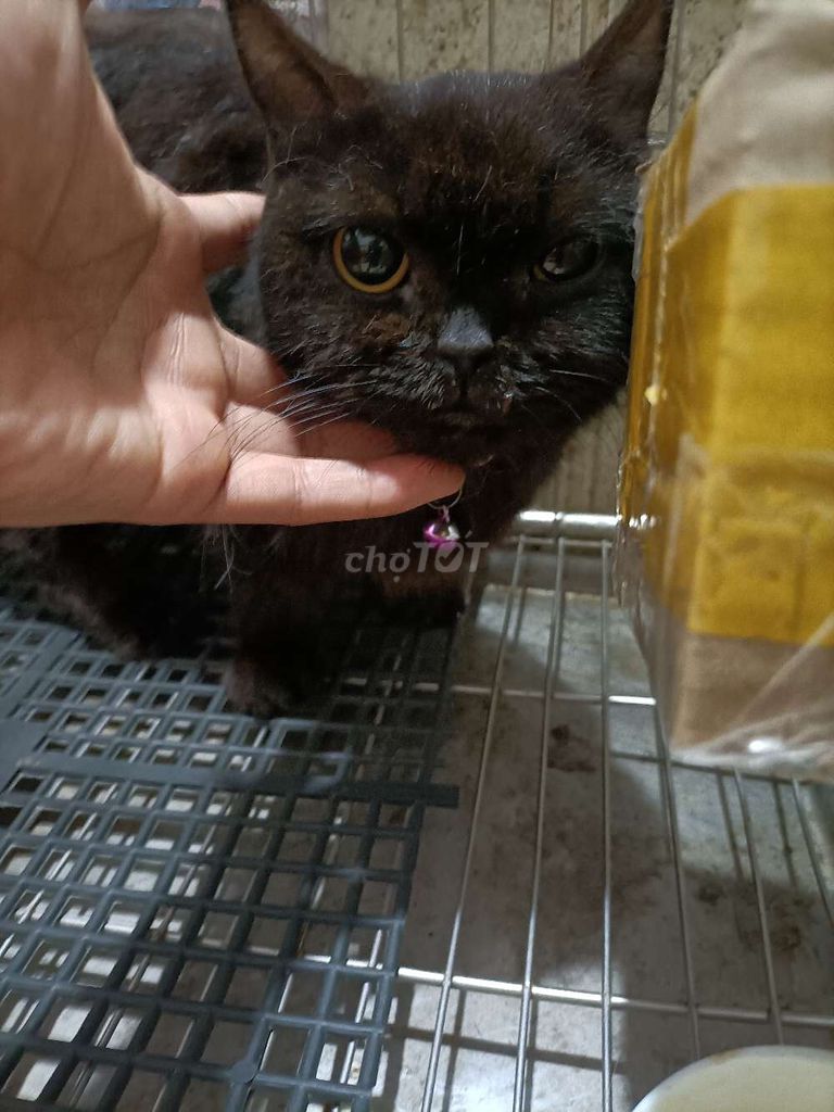 thanh lí miu anh  nhiều con . Mua bán Mèo tại Quận Hà Đông Hà Nội được đăng bởi Hoàng Đức hình 1