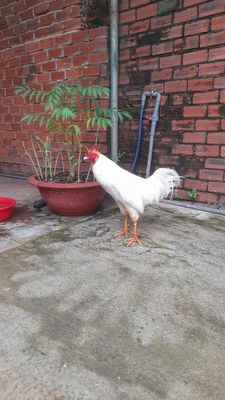 Bướm. Mua bán Gà tại Huyện Định Quán Đồng Nai được đăng bởi thanh