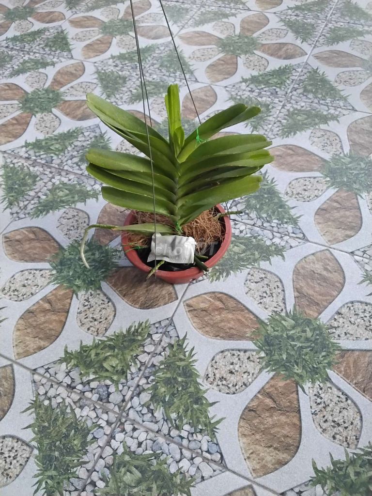Hoàng Nhạn Tứ Quý Lá Mít Dày.. Mua bán Cây cảnh, đồ trang trí tại Huyện Hóc Môn Tp Hồ Chí Minh được đăng bởi Tiến Tăng hình 1