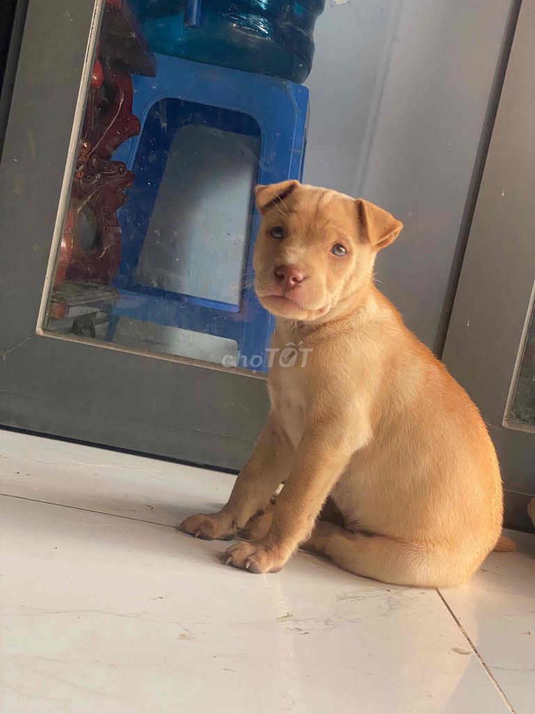 Chó Labrador lai Pitbull cái 3 tháng. Mua bán Chó tại Huyện Hóc Môn Tp Hồ Chí Minh được đăng bởi rảnh háng đừng nhắn tin mắc công trả lời hình 1