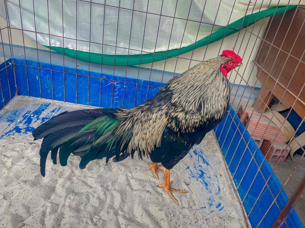 Chuối đen cánh lao đui Lao Tay tốt 2ký750. Mua bán Gà tại Thị xã Giá Rai Bạc Liêu được đăng bởi LINH NHI hình 1