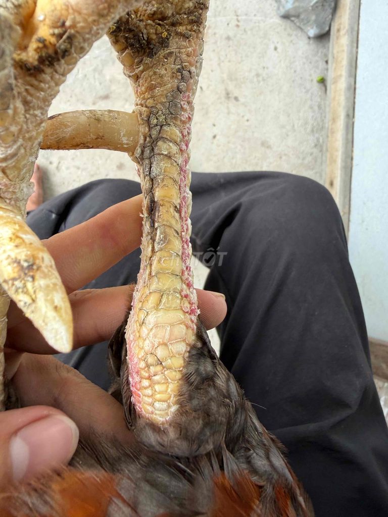 Gà chọi Khét Đực 3kg. Mua bán Gà tại Huyện Long Phú Sóc Trăng được đăng bởi mây mây gà cỏ hình 1