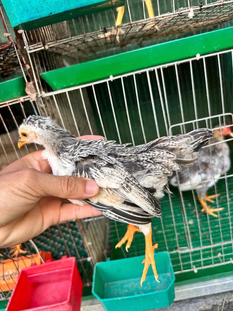 Gà tre mái chuối. Mua bán Gà tại Huyện Cần Giuộc Long An được đăng bởi Minh vương hình 1