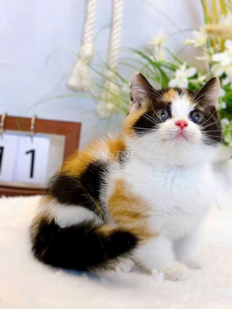 Mèo Munchkin, mèo tam thể cần tìm chủ