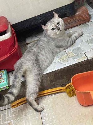 mèo anh long ngắn. Mua bán Mèo tại Quận Bình Tân Tp Hồ Chí Minh được đăng bởi nga