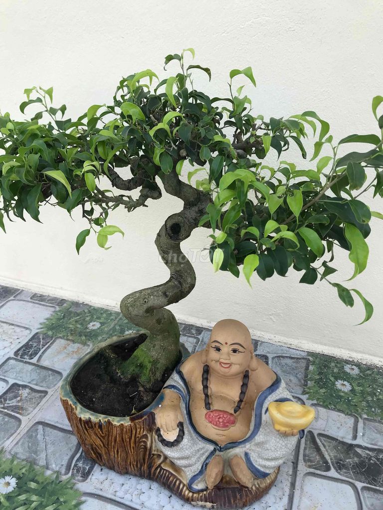 Cây sanh Nam Điền Mini Già đẹp. Mua bán Cây cảnh, đồ trang trí tại Huyện Nghĩa Hưng Nam Định được đăng bởi phạm văn Thiết hình 1
